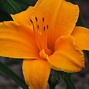 Hemerocallis ×hybrida Chopin