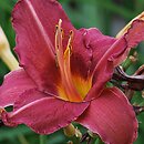 Hemerocallis ×hybrida Cichociemny