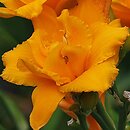 Hemerocallis ×hybrida Condilla