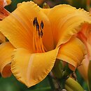 Hemerocallis ×hybrida Danuta