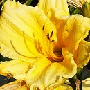 Hemerocallis ×hybrida Doneer Moon