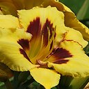 Hemerocallis ×hybrida El Desperado