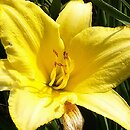 Hemerocallis ×hybrida Flyaway