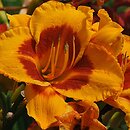 Hemerocallis ×hybrida Fooled Me