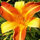 Hemerocallis ×hybrida Frans Hals