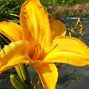 Hemerocallis ×hybrida Great Scott