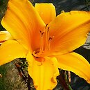 Hemerocallis ×hybrida Heap Good