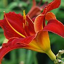 Hemerocallis ×hybrida Jan Paweł II