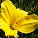 Hemerocallis ×hybrida Java Sea