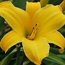 Hemerocallis ×hybrida Kanarek