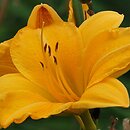 Hemerocallis ×hybrida Katarzyna