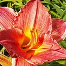 Hemerocallis ×hybrida Kormoran