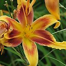 Hemerocallis ×hybrida Lady Neva