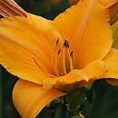 Hemerocallis ×hybrida Lech Wałęsa