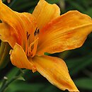Hemerocallis ×hybrida Lilly Dache