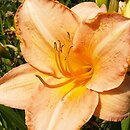 Hemerocallis ×hybrida Masada