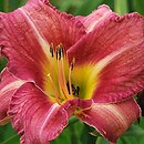 Hemerocallis ×hybrida Mazowsze