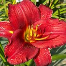 Hemerocallis ×hybrida Mighty Mogul