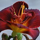Hemerocallis ×hybrida Night Embers