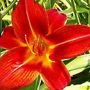 Hemerocallis ×hybrida Norton Hall
