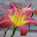 Hemerocallis ×hybrida On the Web