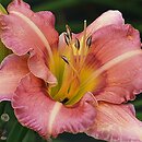 Hemerocallis ×hybrida Papilon