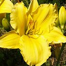Hemerocallis ×hybrida Parade Queen