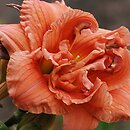 Hemerocallis ×hybrida Patti-Pooh
