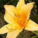 Hemerocallis ×hybrida Powder Puff