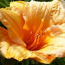 Hemerocallis ×hybrida Prairie Charmer