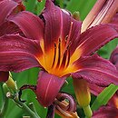 Hemerocallis ×hybrida Prophet