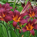 Hemerocallis ×hybrida (liliowiec ogrodowy)