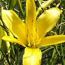 Hemerocallis ×hybrida Queen of May