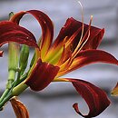 Hemerocallis ×hybrida Red Rain