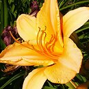 Hemerocallis ×hybrida Renata