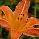 Hemerocallis ×hybrida Salmon Sheen