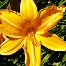 Hemerocallis ×hybrida Słowik