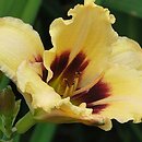 Hemerocallis ×hybrida Snowy Eyes