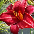 Hemerocallis ×hybrida Summer Flair