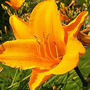 Hemerocallis ×hybrida Syrena