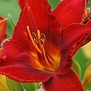 Hemerocallis ×hybrida Wiktoria