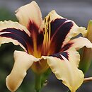 Hemerocallis ×hybrida Wild Horses