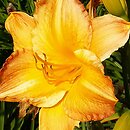 Hemerocallis ×hybrida Wilejka