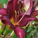 Hemerocallis ×hybrida Wraw