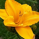 Hemerocallis ×hybrida Zodiac