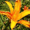 Hemerocallis ×hybrida Aglow