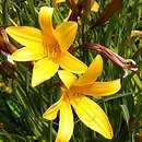 Hemerocallis ×hybrida Emerald Joy