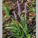 Liriope (liriope)