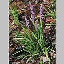 Liriope muscari (liriope szafirkowata)