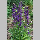 Lobelia ×speciosa (lobelia okazała)